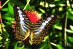 Mariposa tropical en mi Callistemon Reducc.jpg